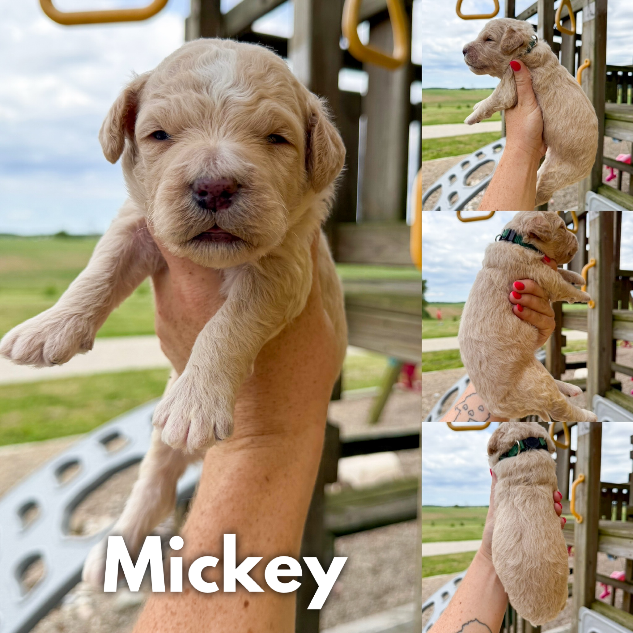 Mickey 1